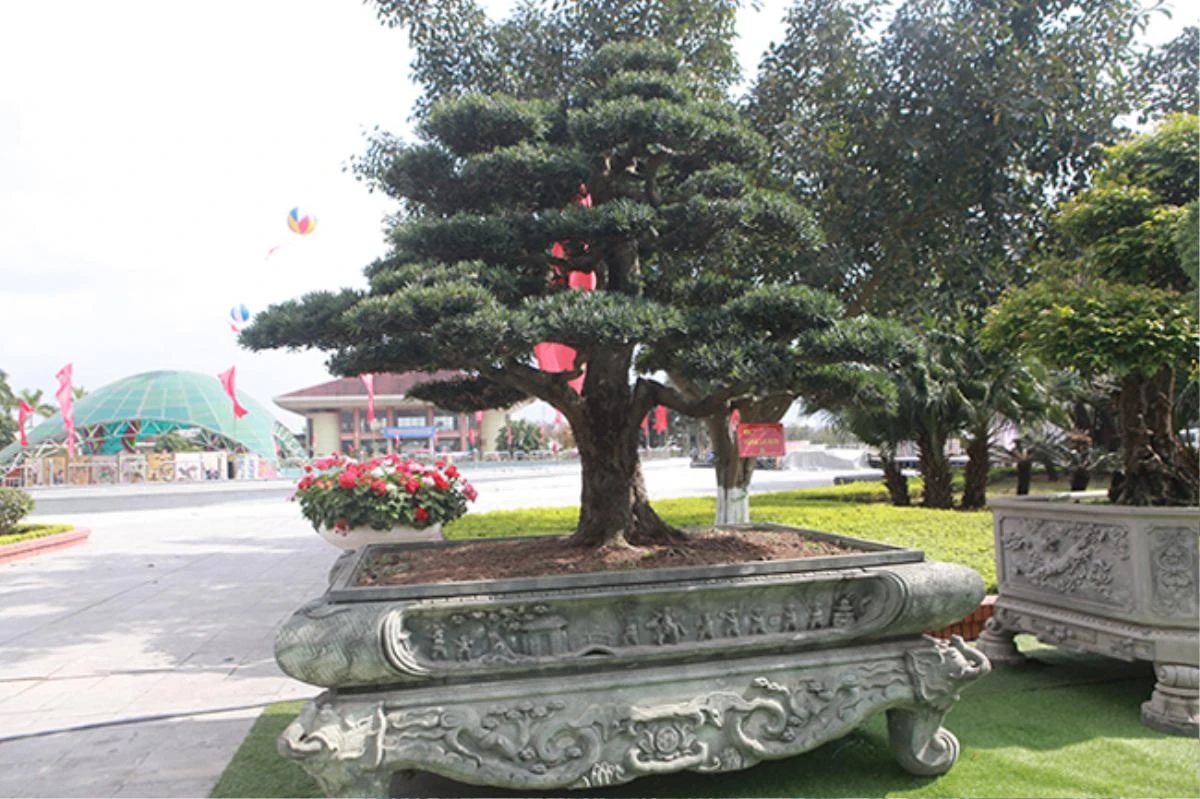 Dai gia Thai Nguyen so huu vuon bonsai bac ty-Hinh-11