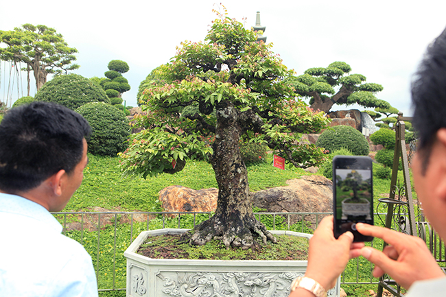 Dai gia Thai Nguyen so huu vuon bonsai bac ty-Hinh-3