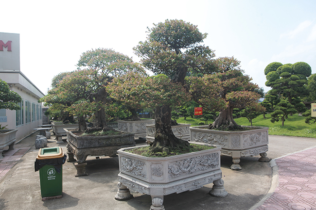 Dai gia Thai Nguyen so huu vuon bonsai bac ty-Hinh-6