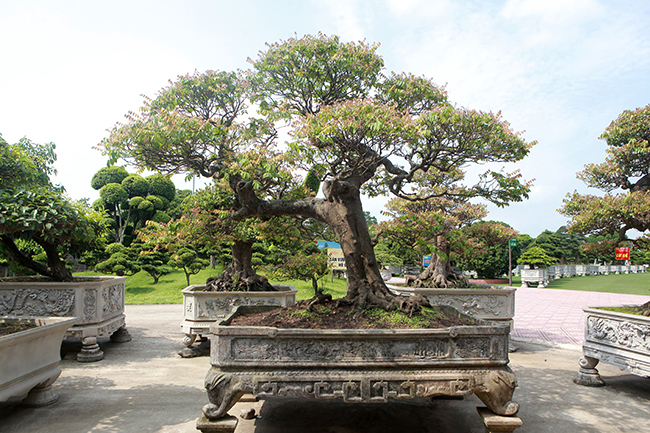 Dai gia Thai Nguyen so huu vuon bonsai bac ty-Hinh-8